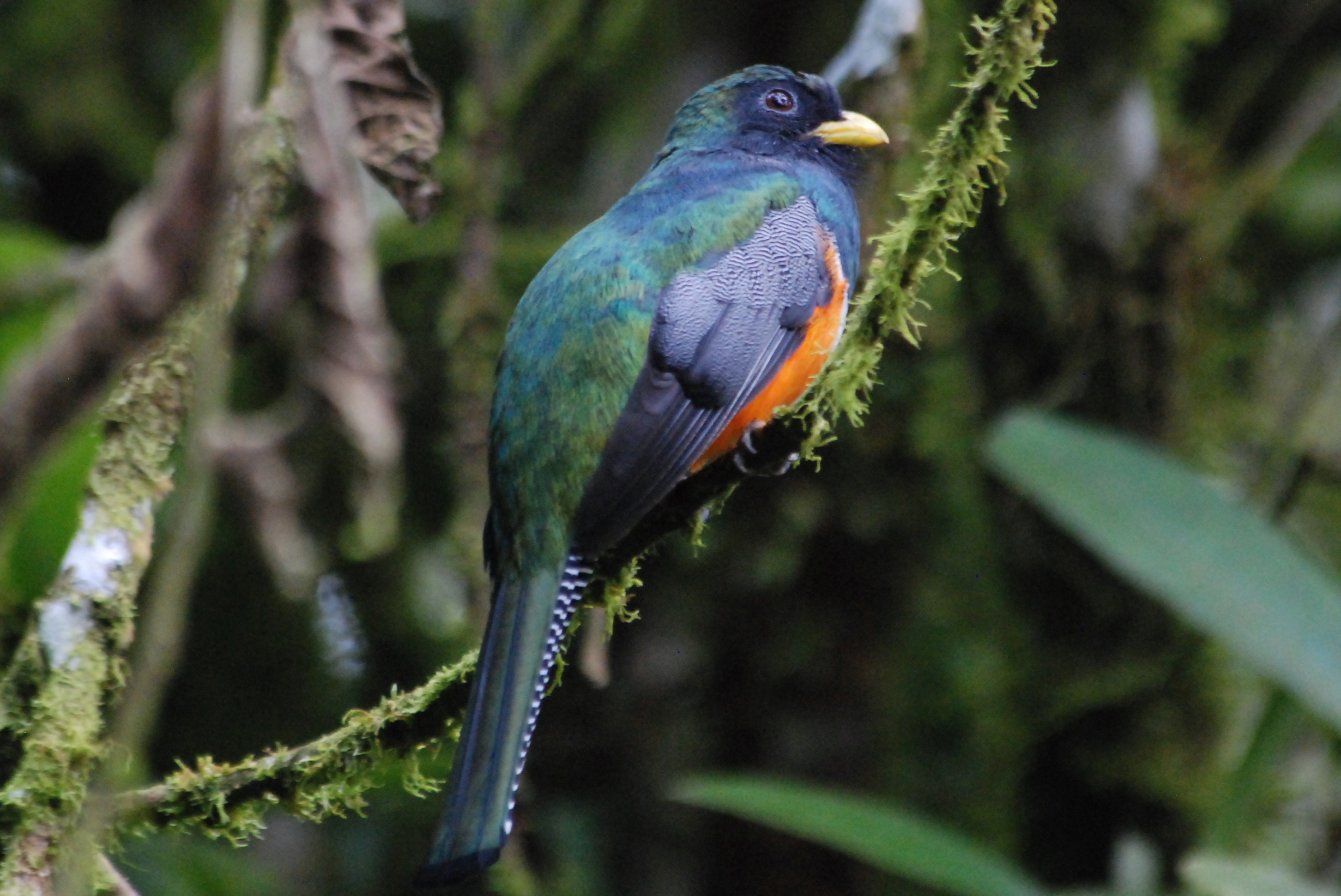 Click picture to see more Orange-bellied Trogons.