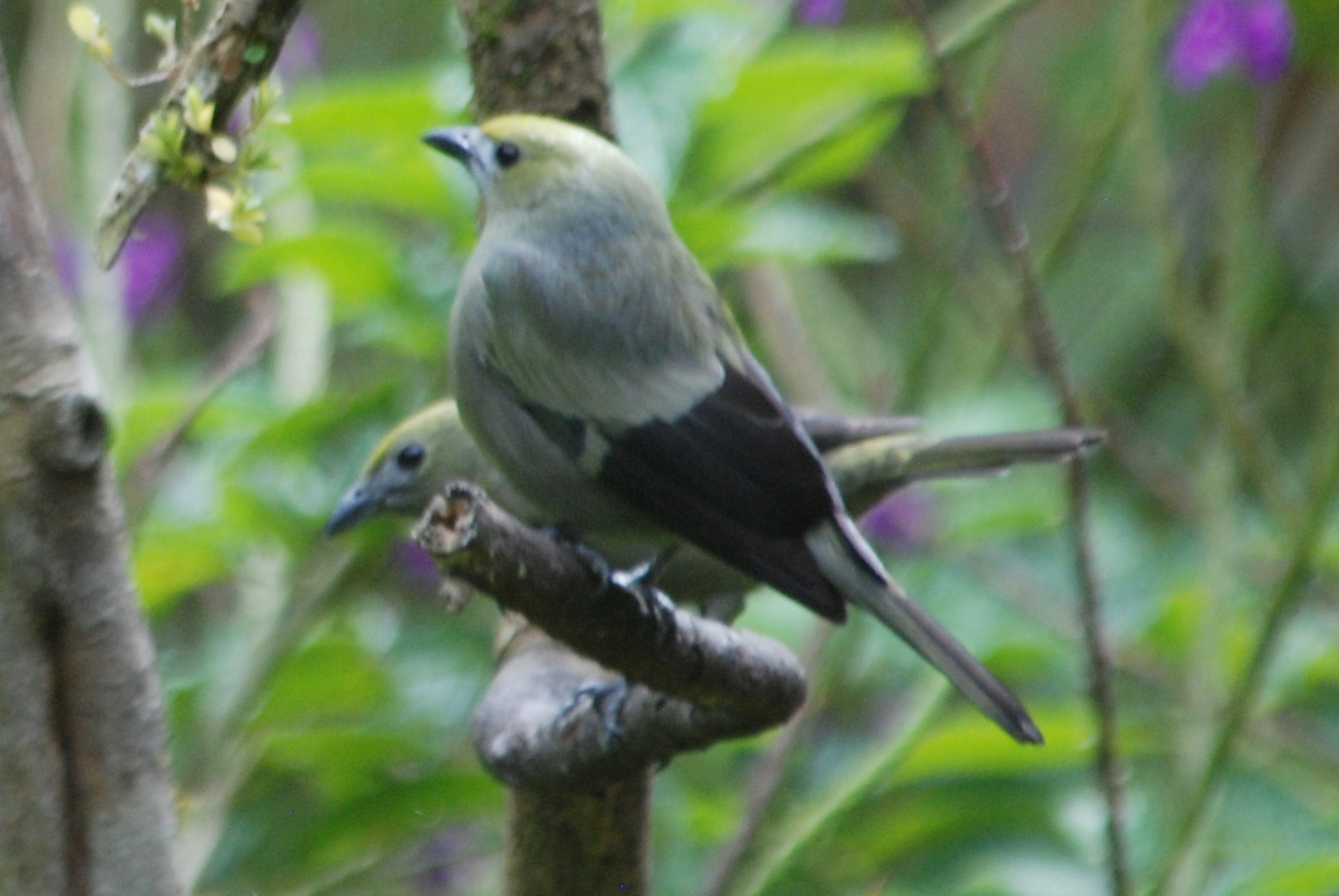 Click picture to see more Palm Tanagers.