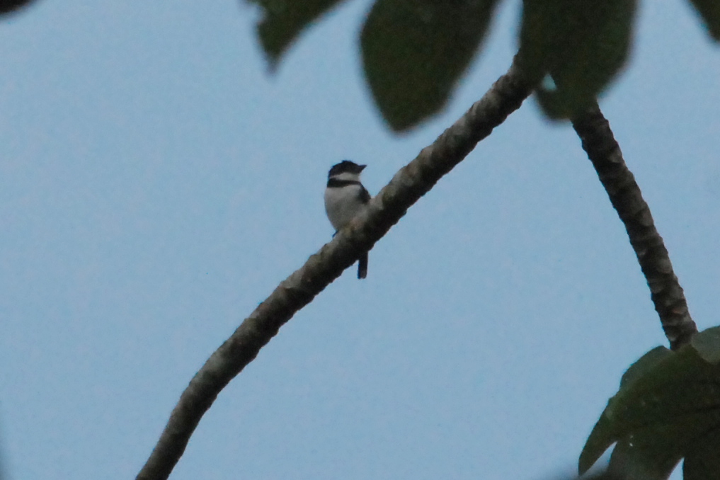 Click picture to see more Pied Puffbirds.