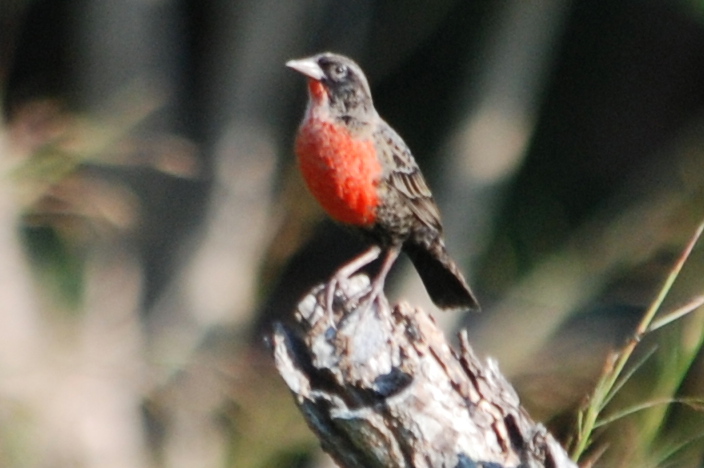Click picture to see more Red-breasted Blackbirds.
