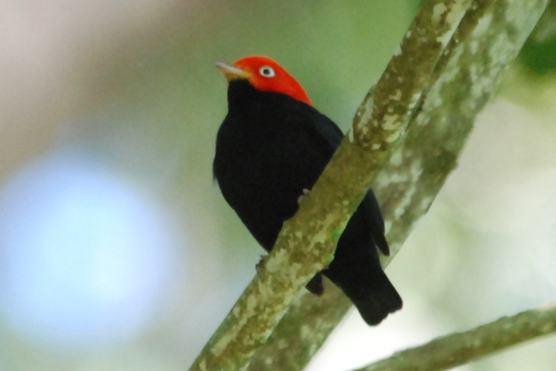 Click picture to see more Red-capped Manakins.