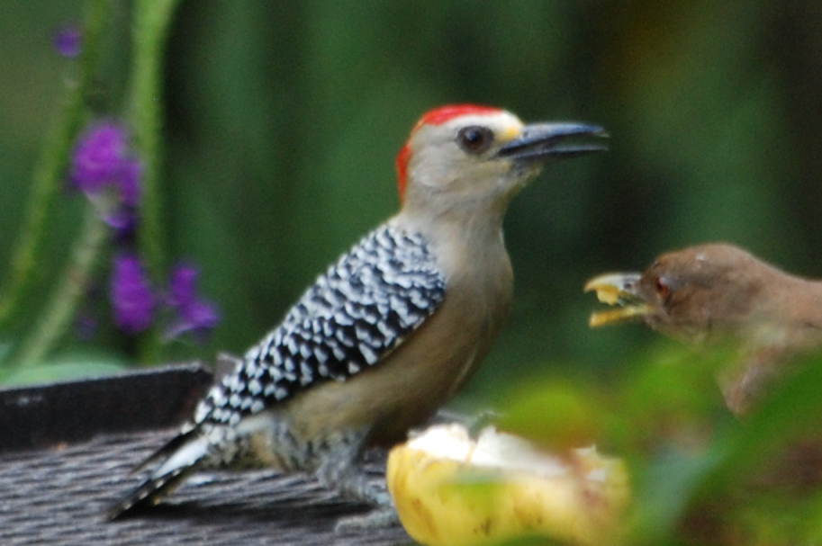 Click picture to see more Red-crowned Woodpeckers.