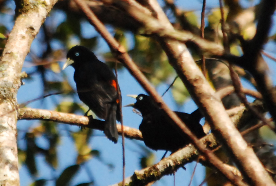 Click picture to see more Scarlet-rumped Caciquess.
