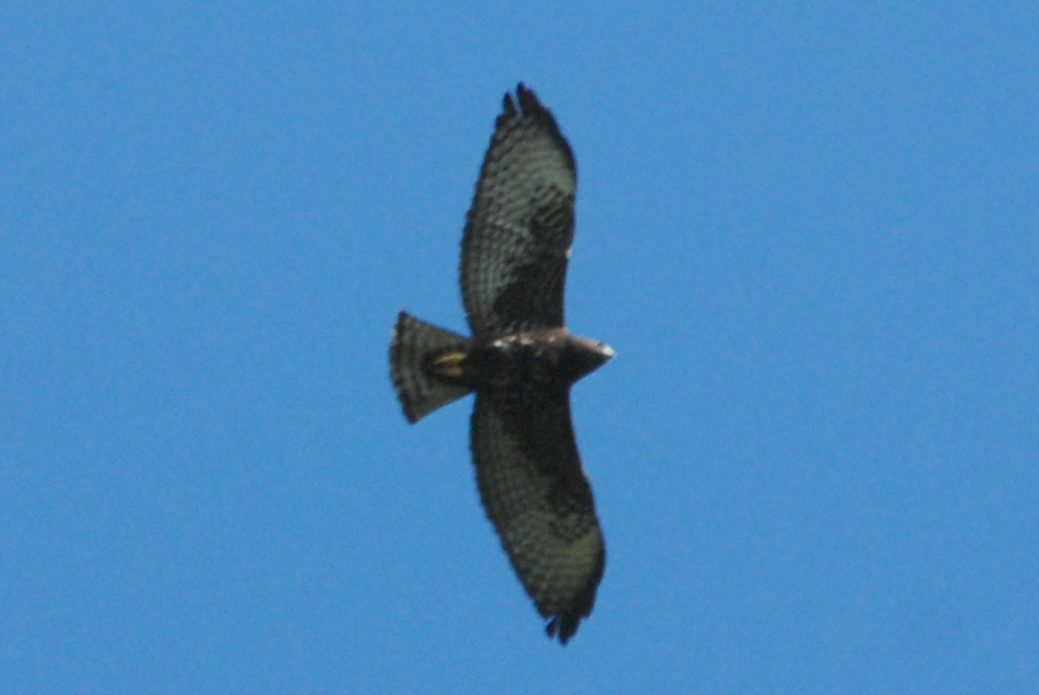 Click picture to see more Short-tailed Hawkss.