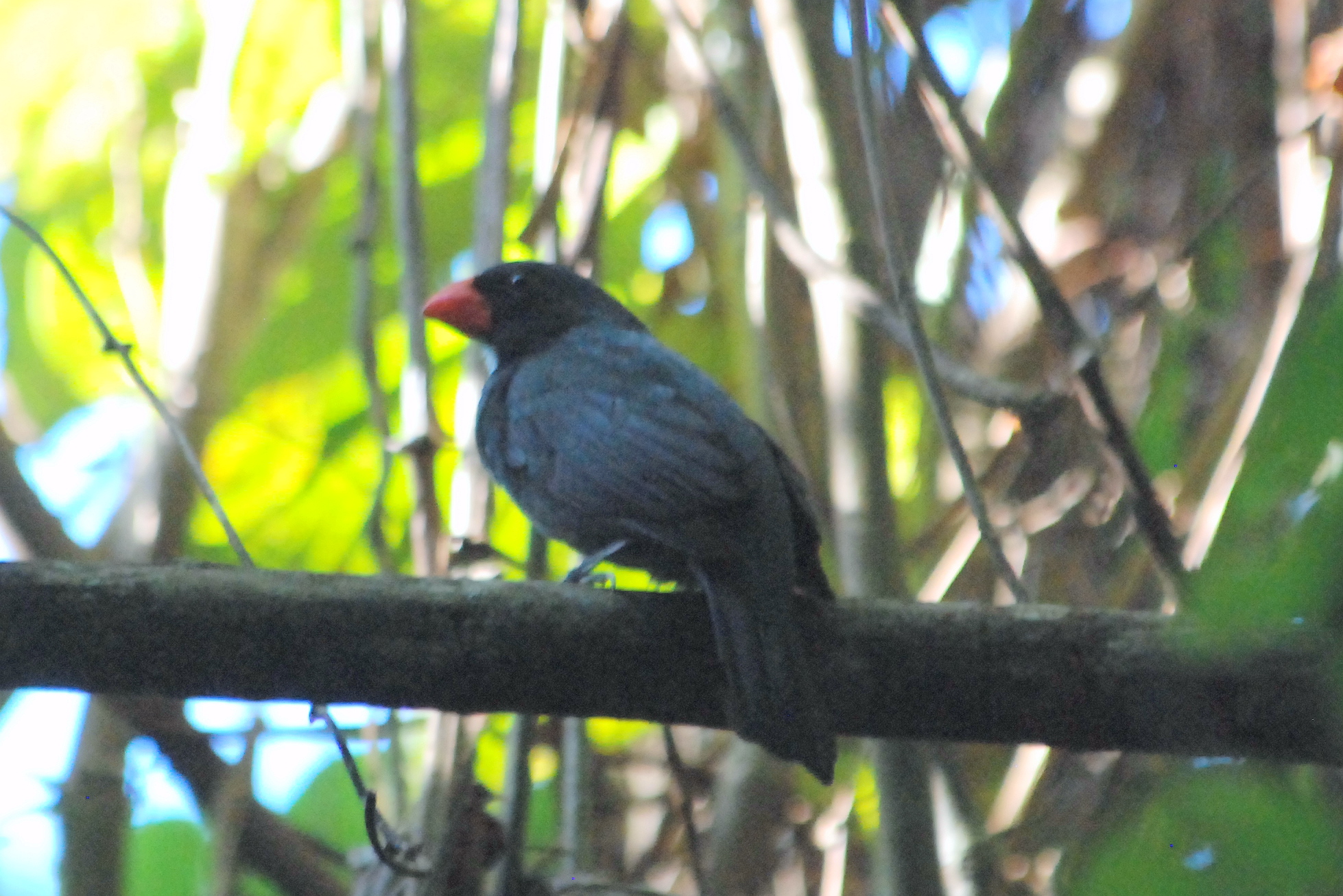 Click picture to see more Slate-colored Grosbeaks.