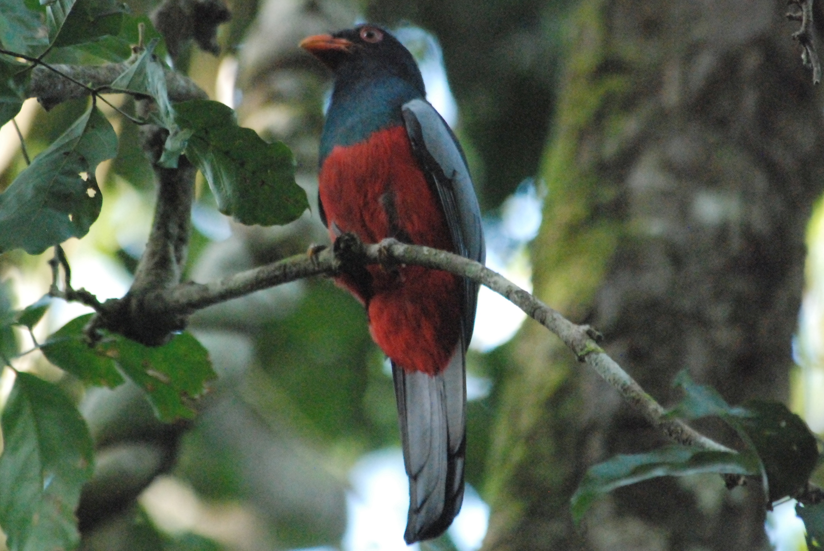 Click picture to see more Slaty-tailed Trogons.