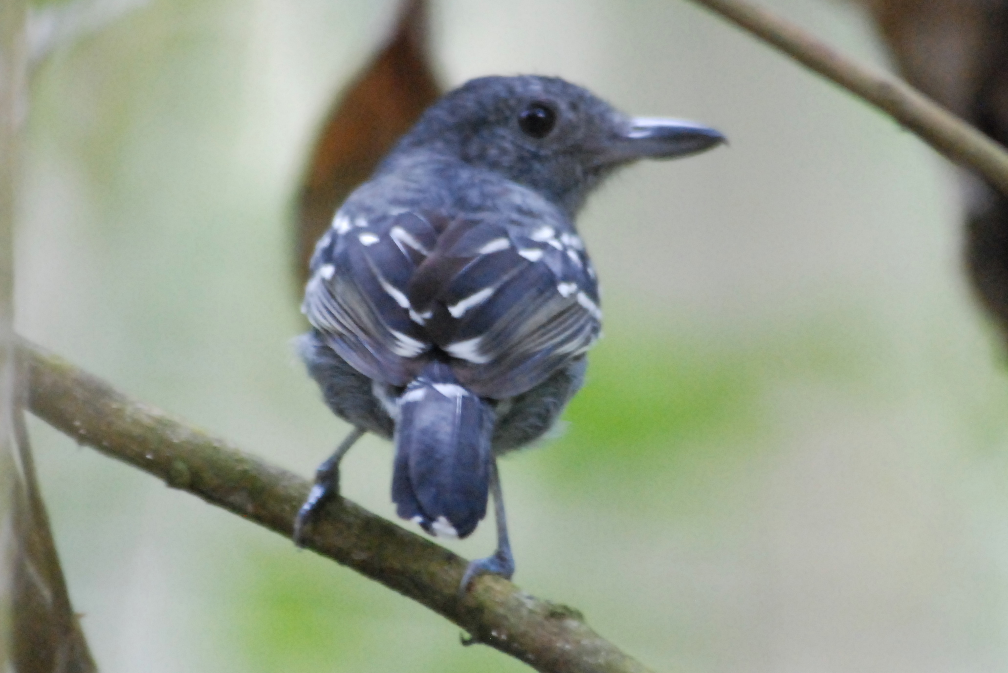 Click picture to see more Slaty Antshrikes.