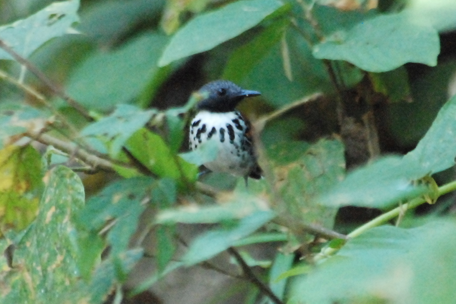 Click picture to see more Spotted Antbirds.