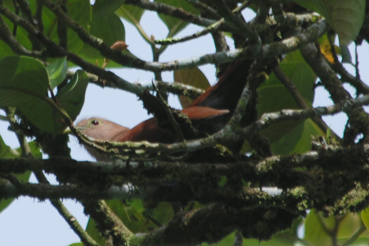 Click picture to see more Squirrel Cuckoos.