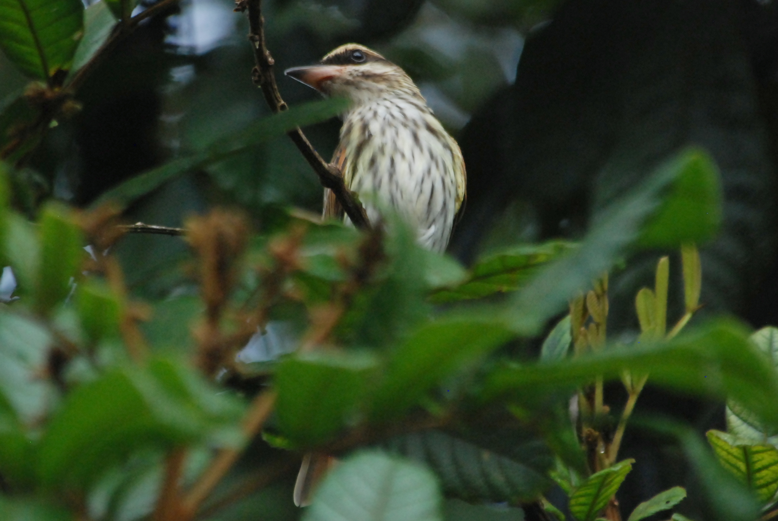 Click picture to see more Streaked Flycatchers.