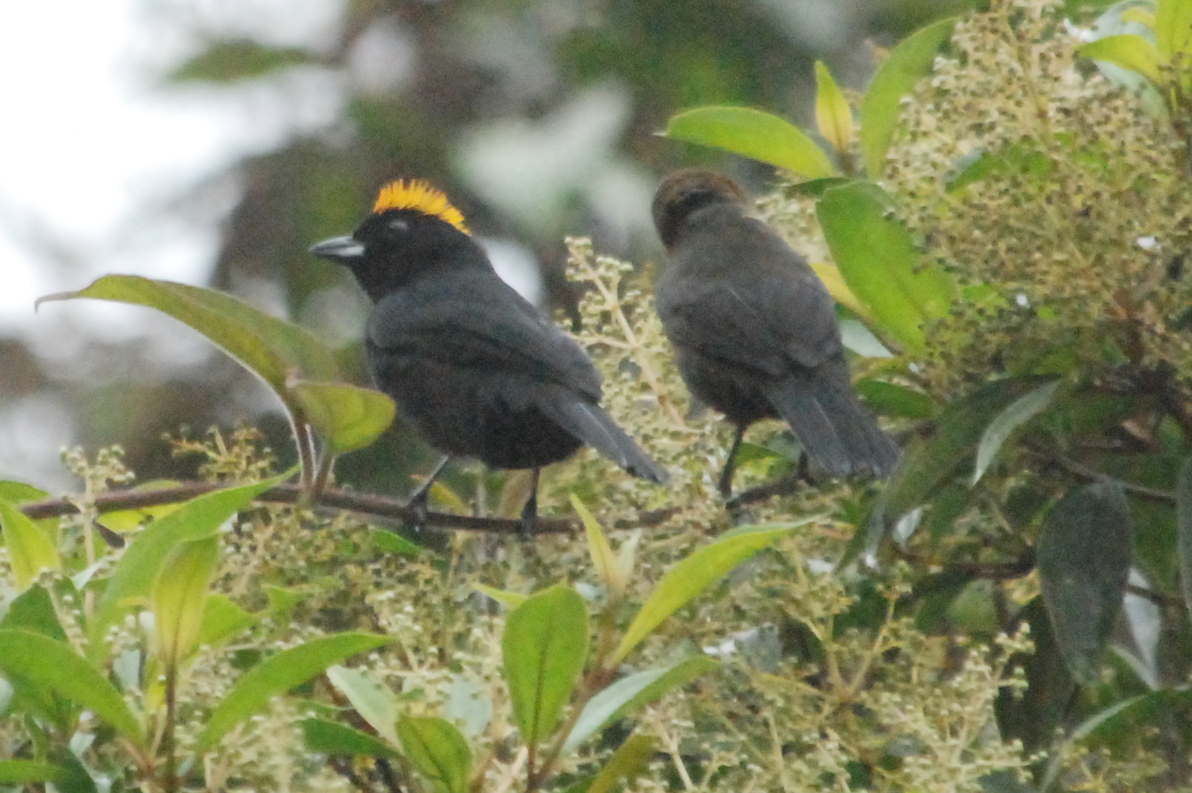Click picture to see more Tawny-crested Tanagers.