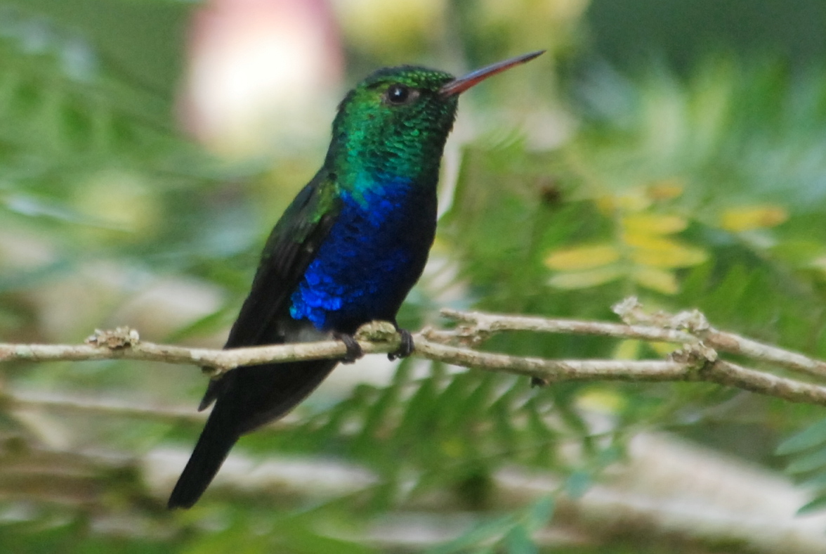 Click picture to see more Violet-bellied Hummingbirds.