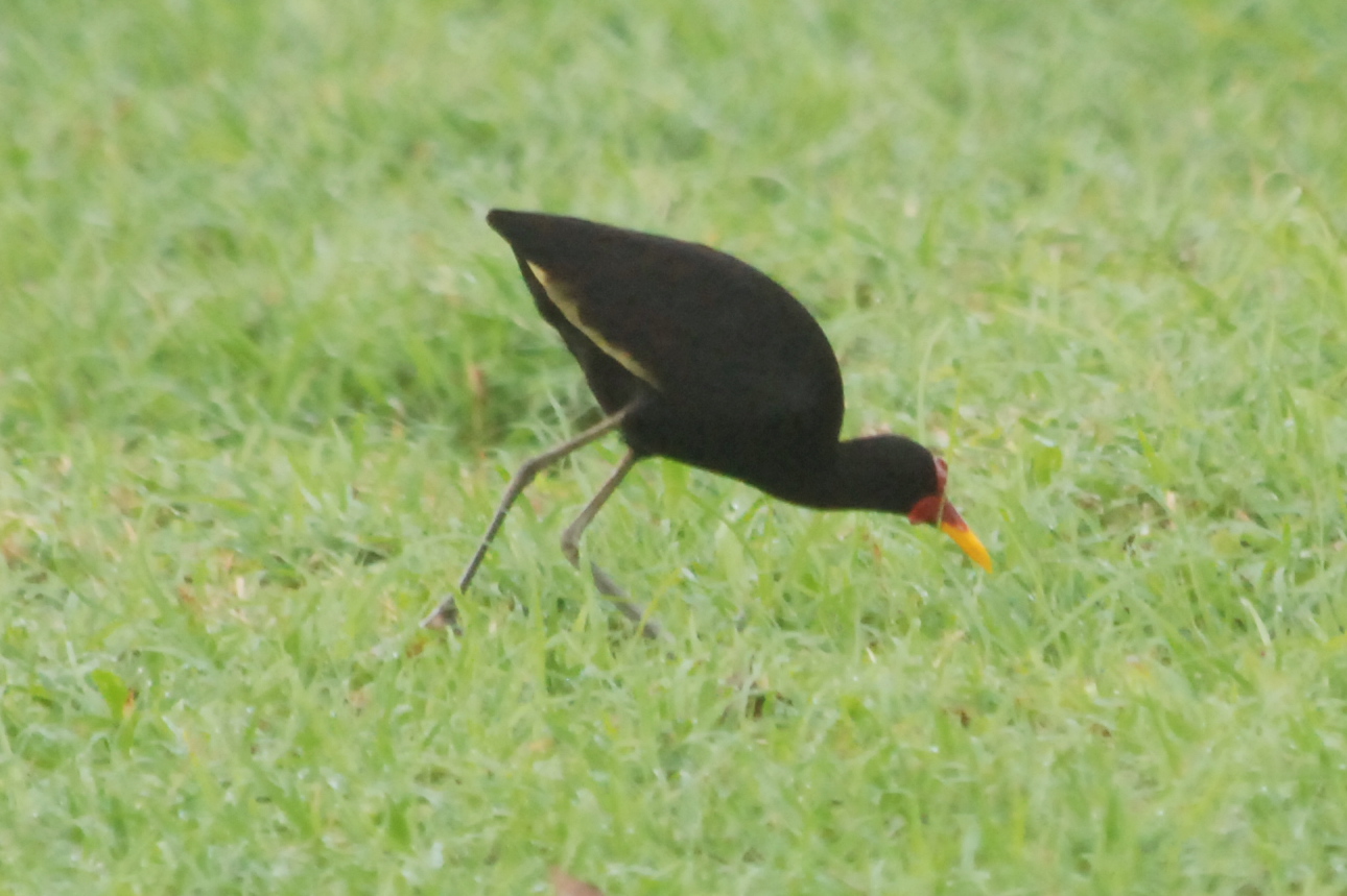 Click picture to see more Wattled Jacanas.