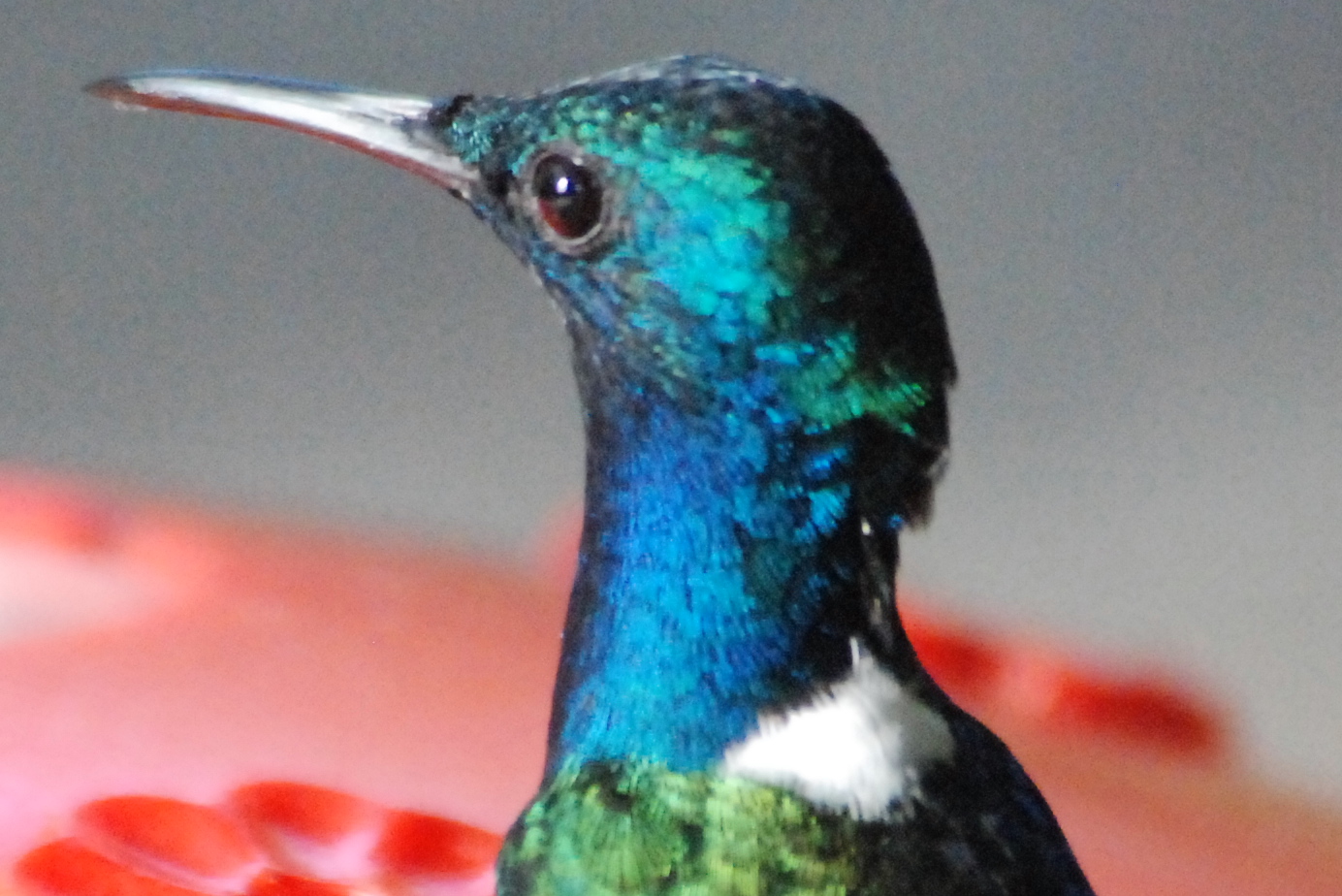 Click picture to see more White-necked Jacobins.