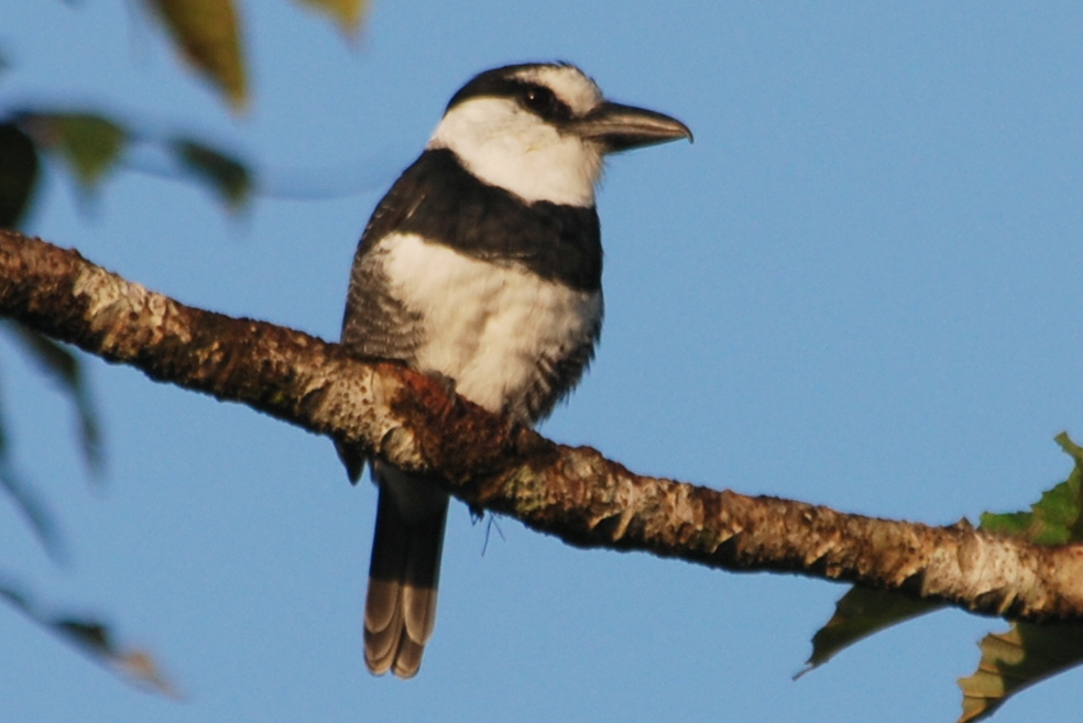 Click picture to see more White-necked Puffbirds.