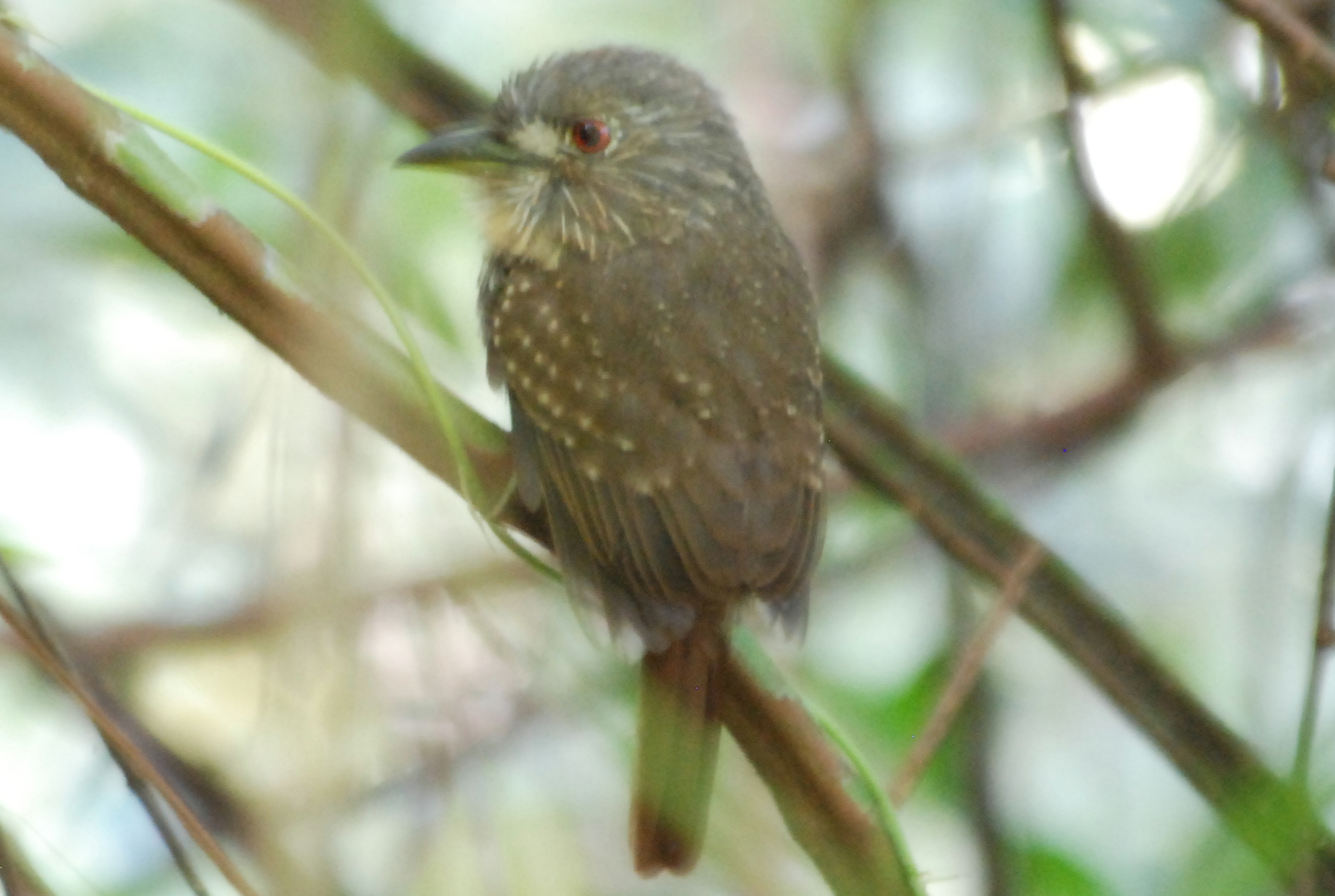 Click picture to see more White-whiskered Puffbirds.