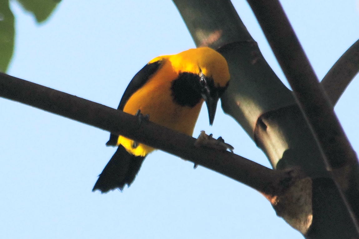 Click picture to see more Yellow-backed Orioles.