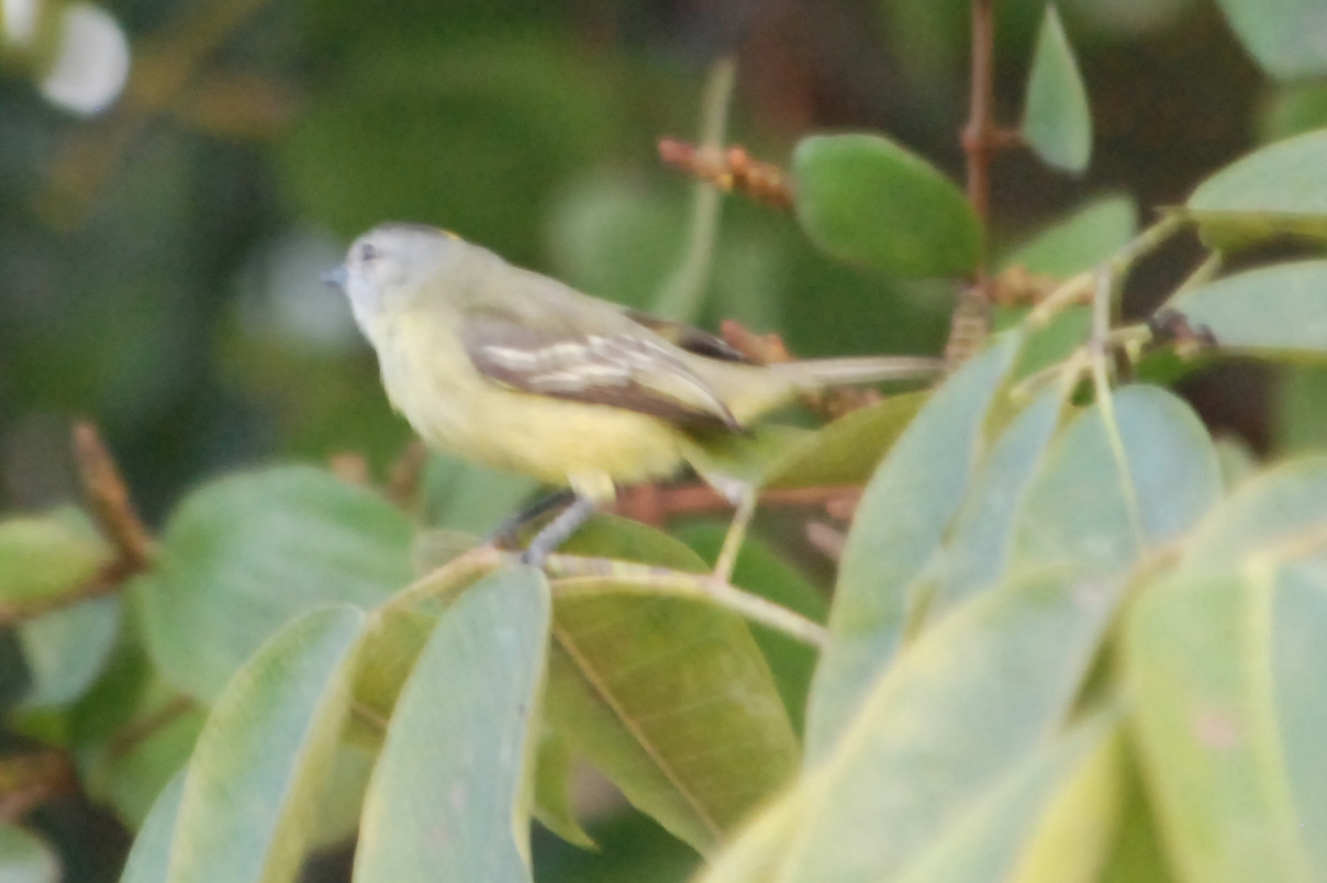 Click picture to see more Yellow-crowned Tyrannulets.