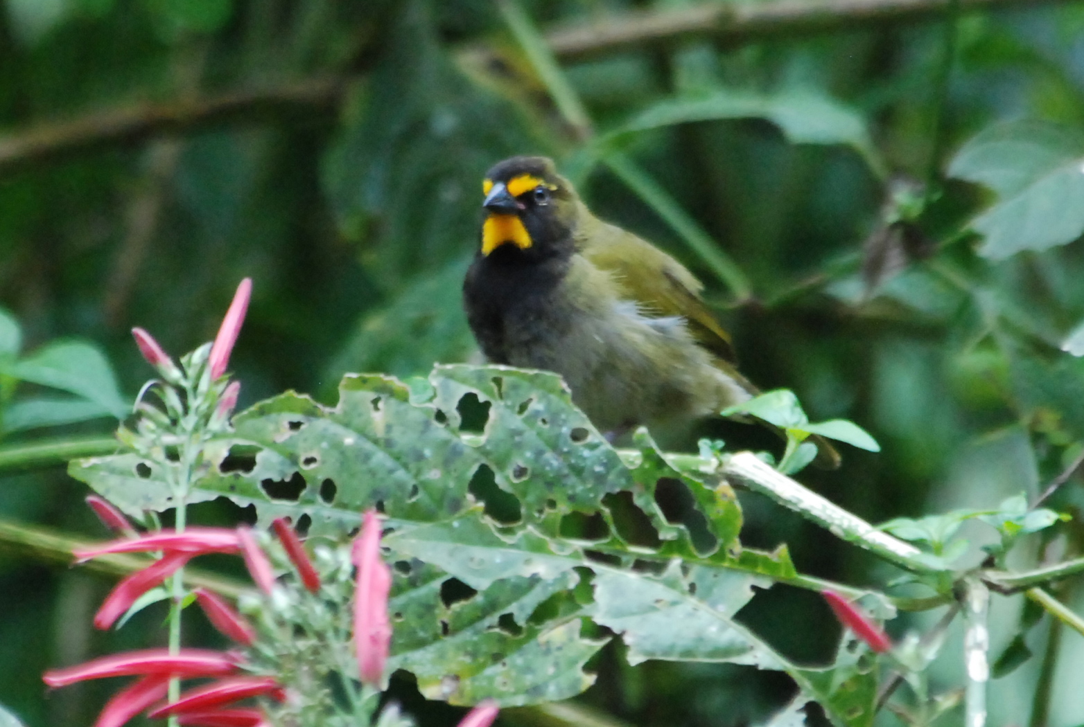Click picture to see more Yellow-faced Grassquits.