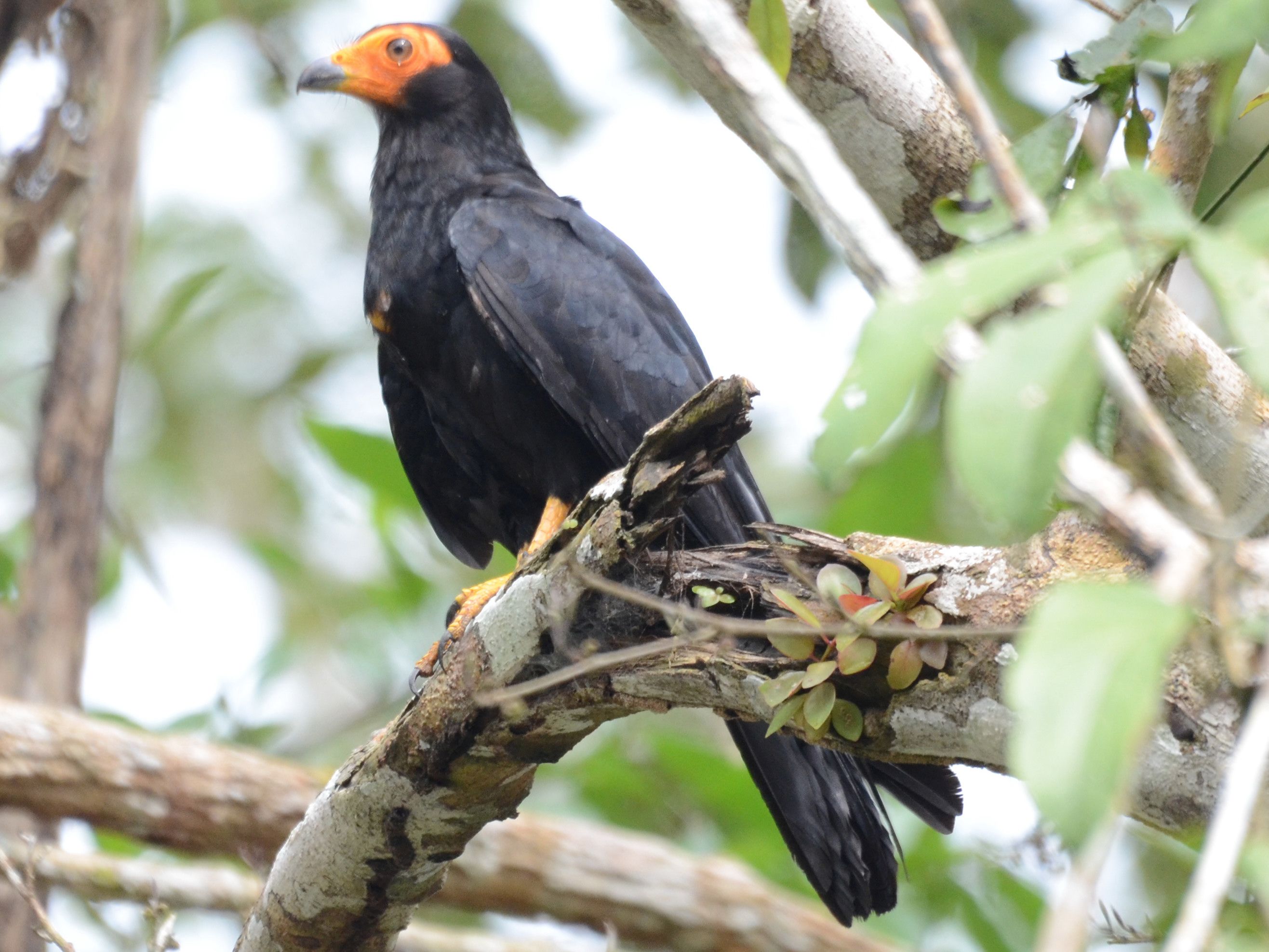 Click picture to see more Black Caracaras.