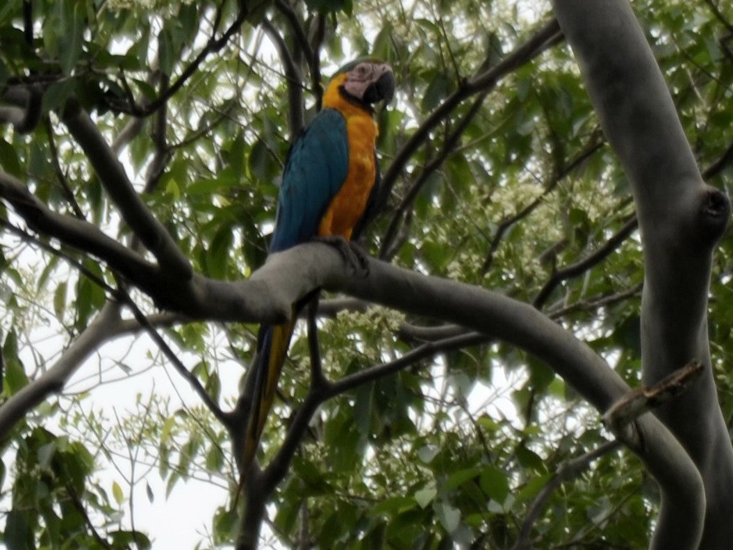 Click picture to see more Blue-and-yellow Macaws.