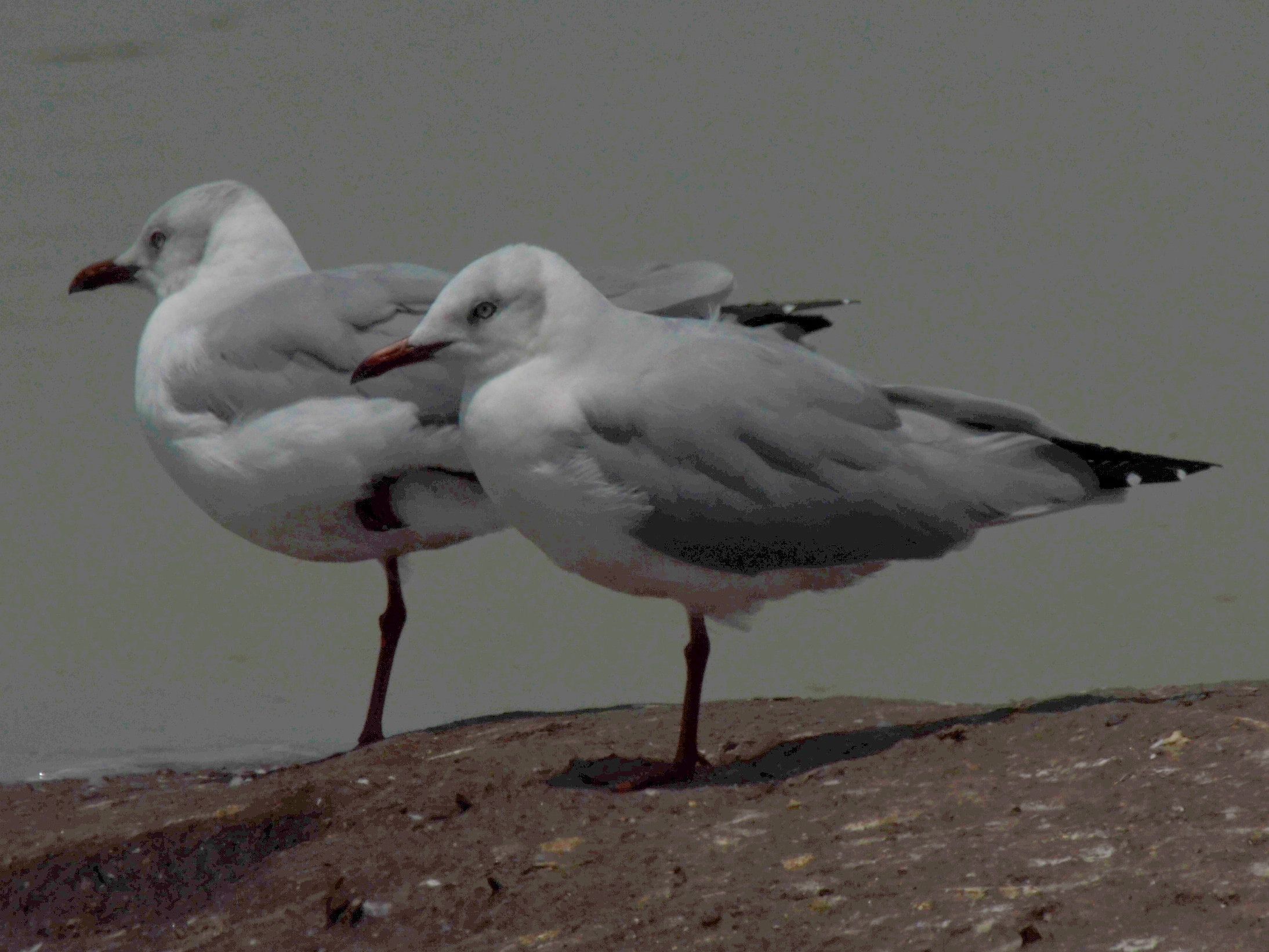 Click picture to see more Gray-hooded (headed) Gulls.