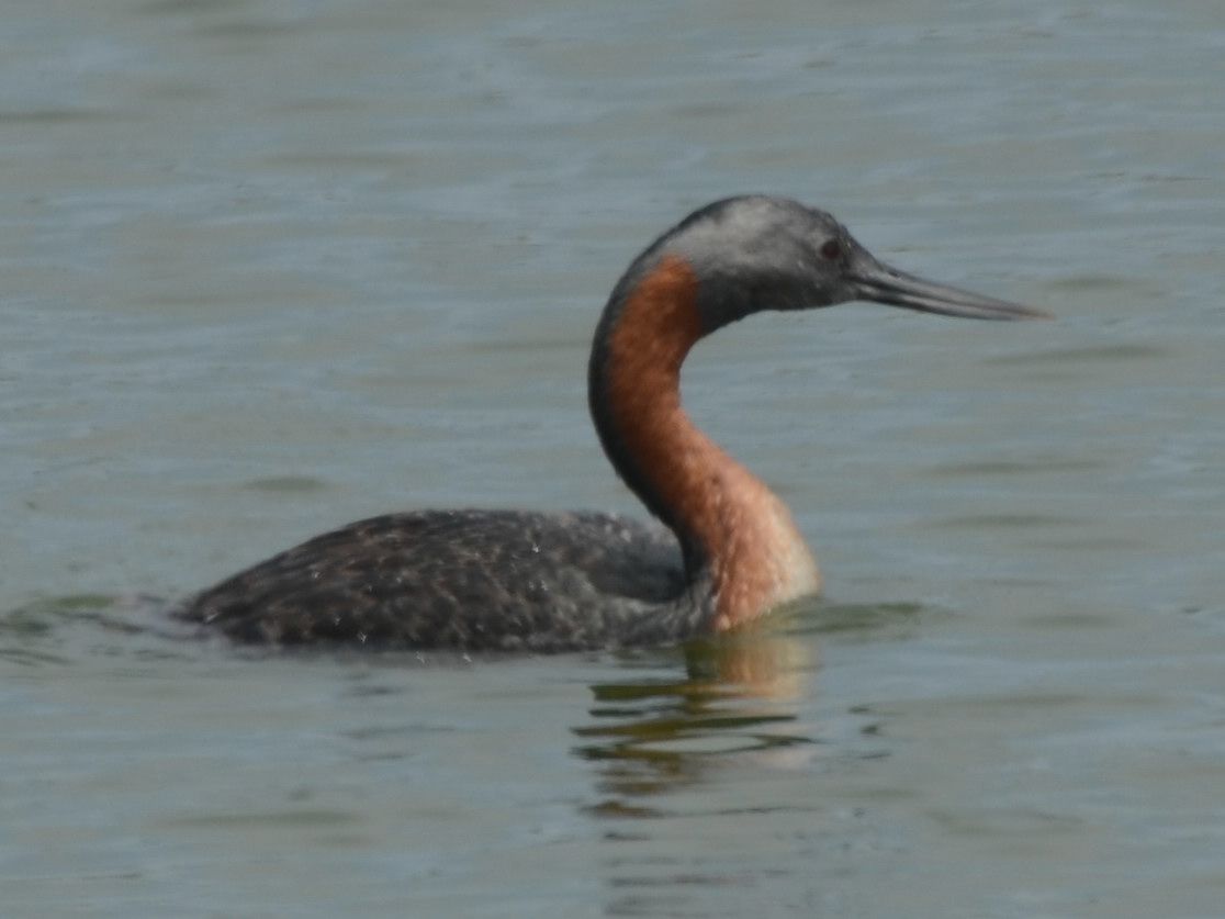Click picture to see more Great Grebes.