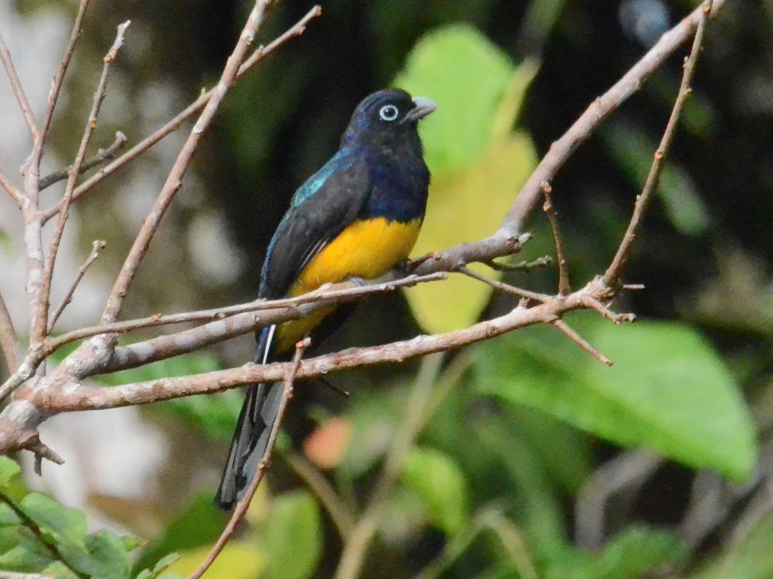 Click picture to see more Green-backed (White-tailed) Trogons.