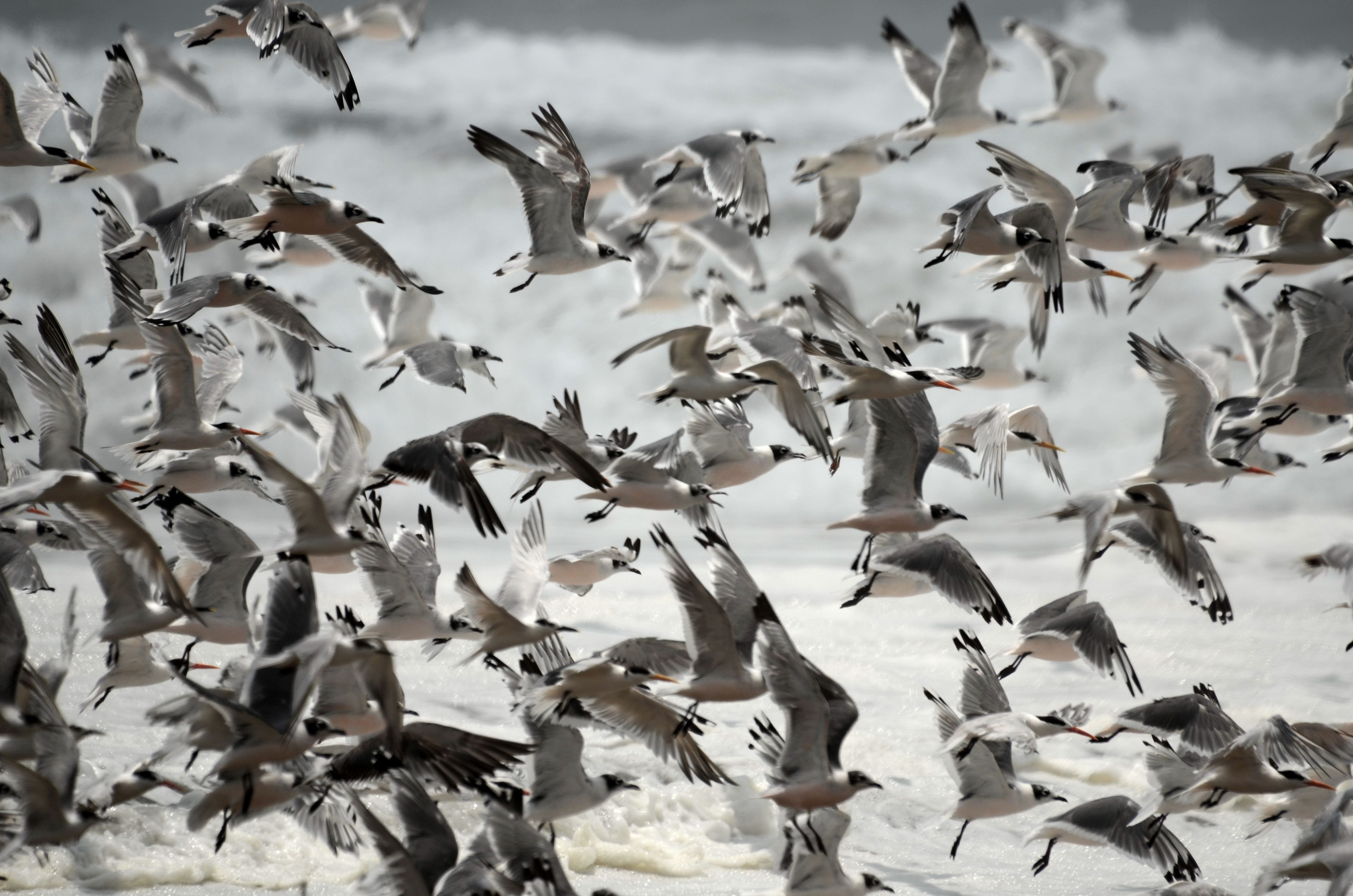Click picture to see more Gulls at Club Garzareal Beach.