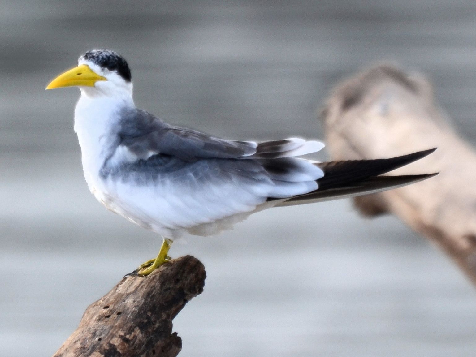 Click picture to see more Large-billed Terns.