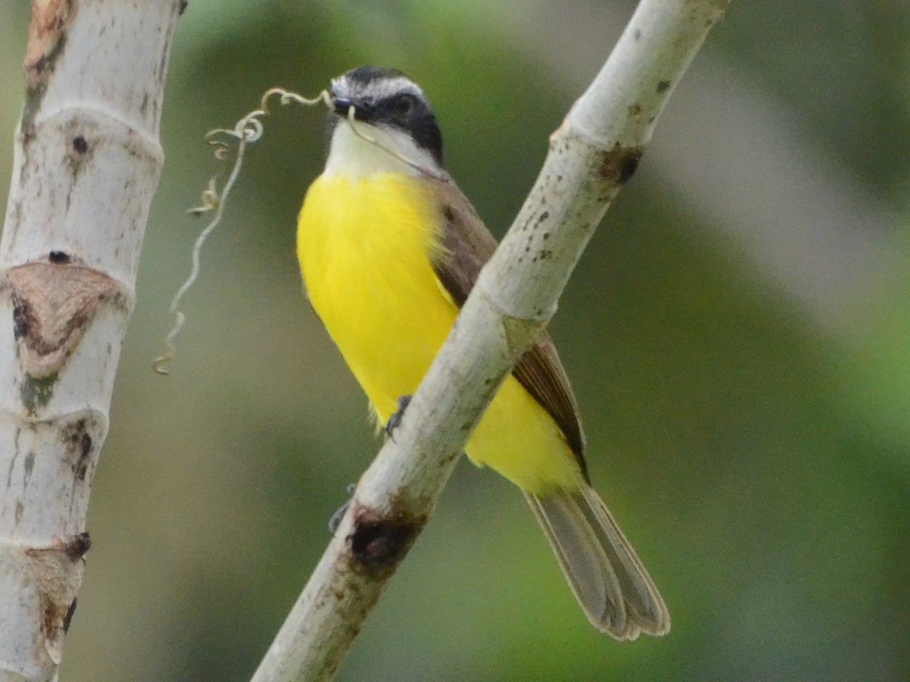 Click picture to see more Lesser Kiskadees.