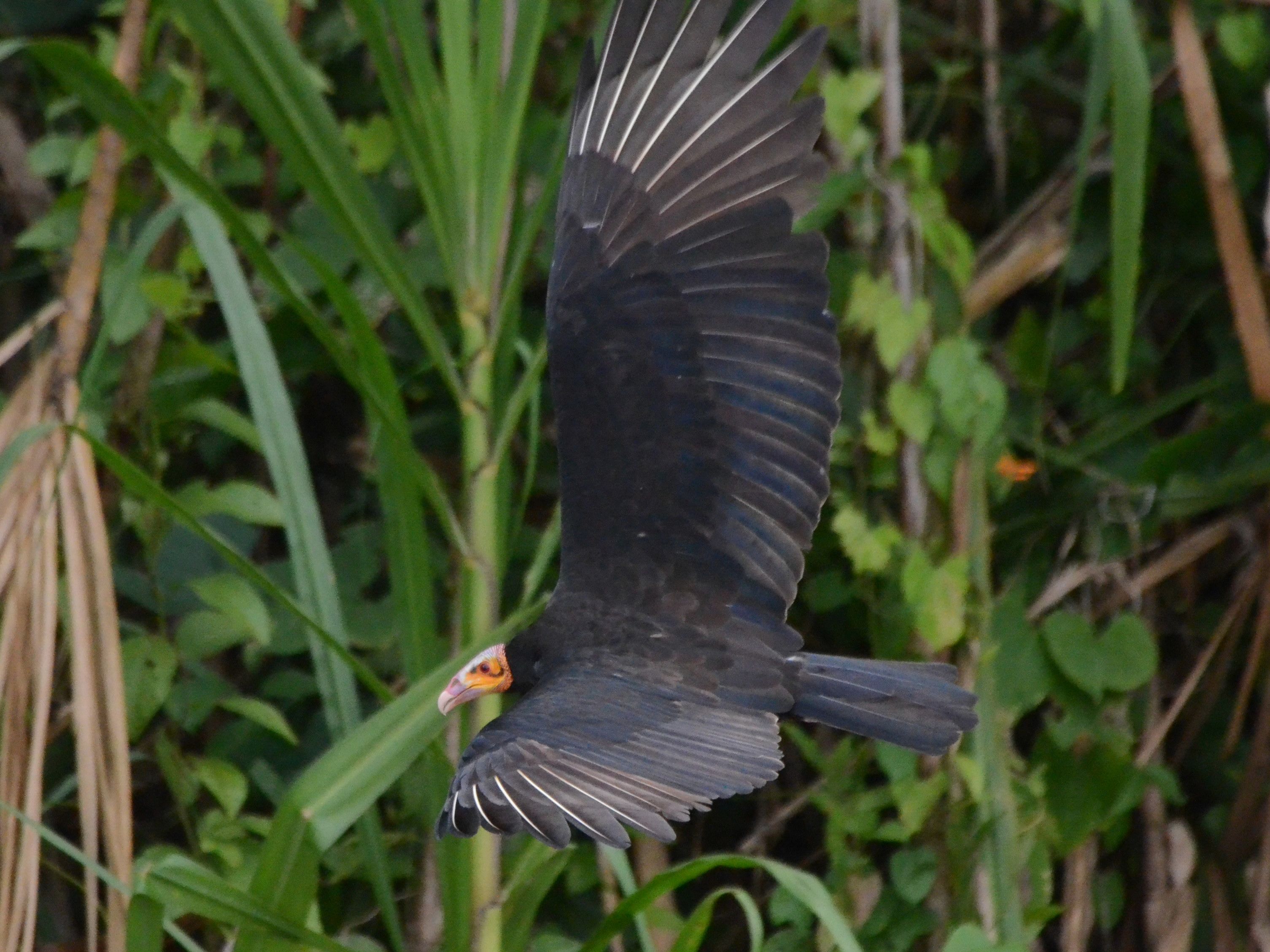 Click picture to see more Lesser Yellow-headed Vultures.