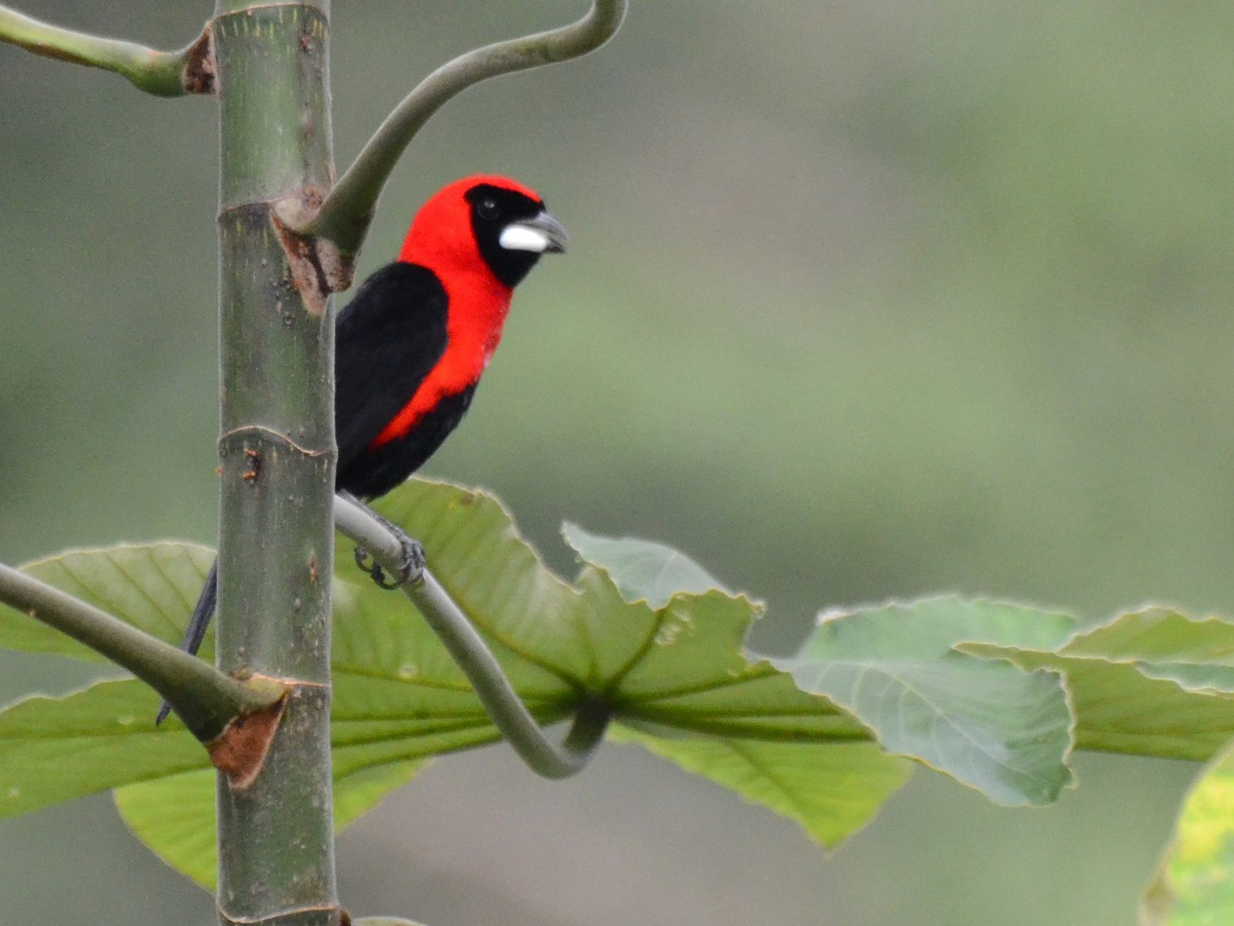 Click picture to see more Masked Crimson Tanagers.
