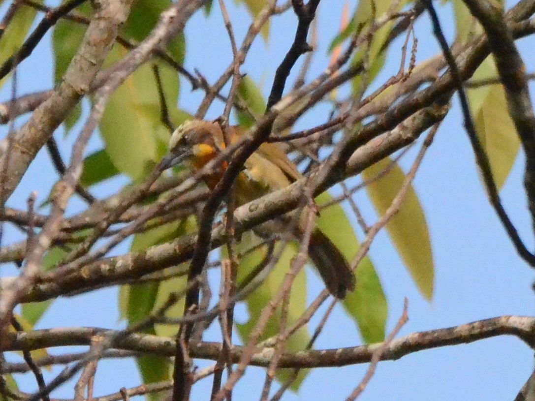 Click picture to see more Orange-fronted Plushcrowns.