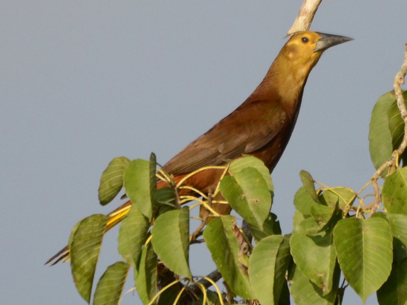 Click picture to see more Russet-backed Oropendolas.