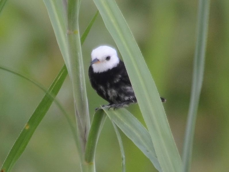 Click picture to see more White-headed Marsh Tyrants.