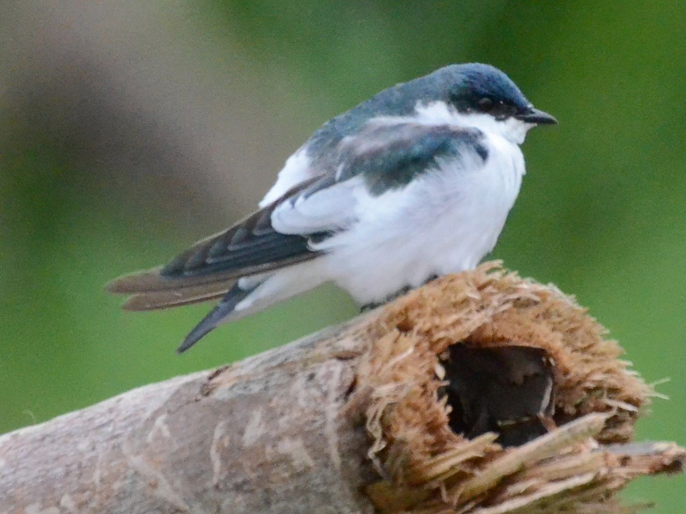 Click picture to see more White-winged Swallows.