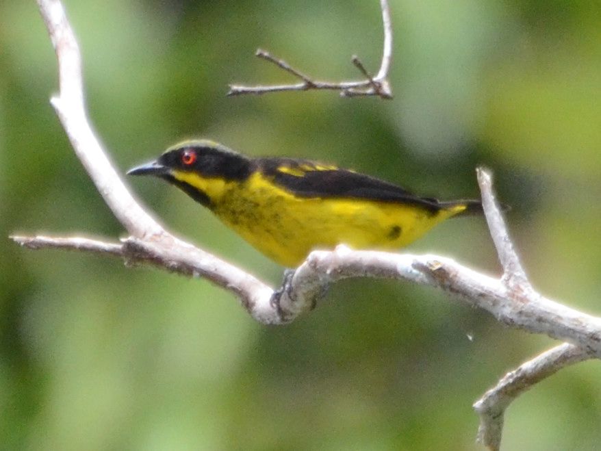 Click picture to see more Yellow-bellied Dacnises.