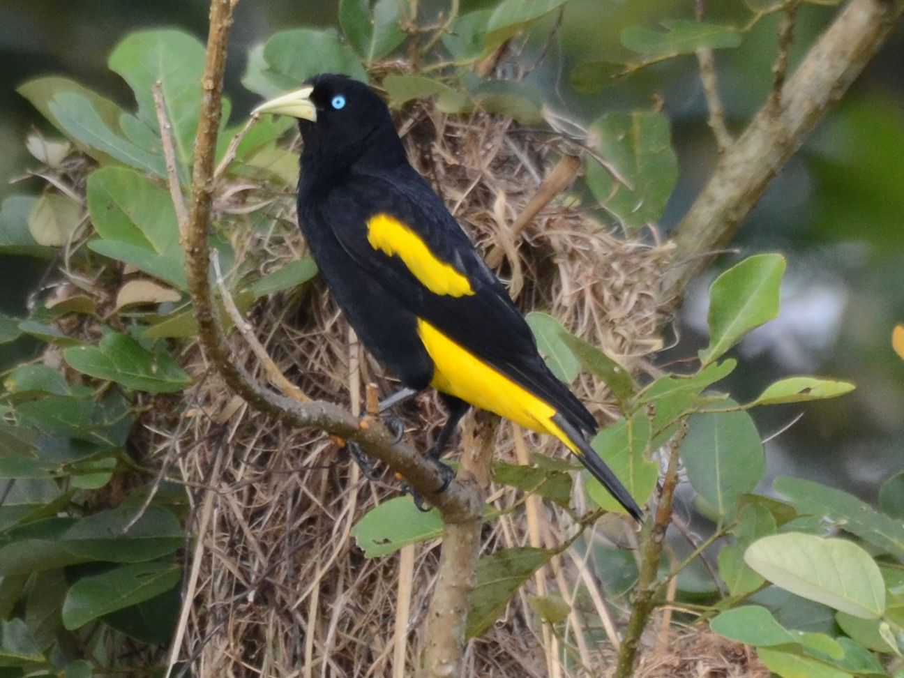 Click picture to see more Yellow-rumped Caciques.