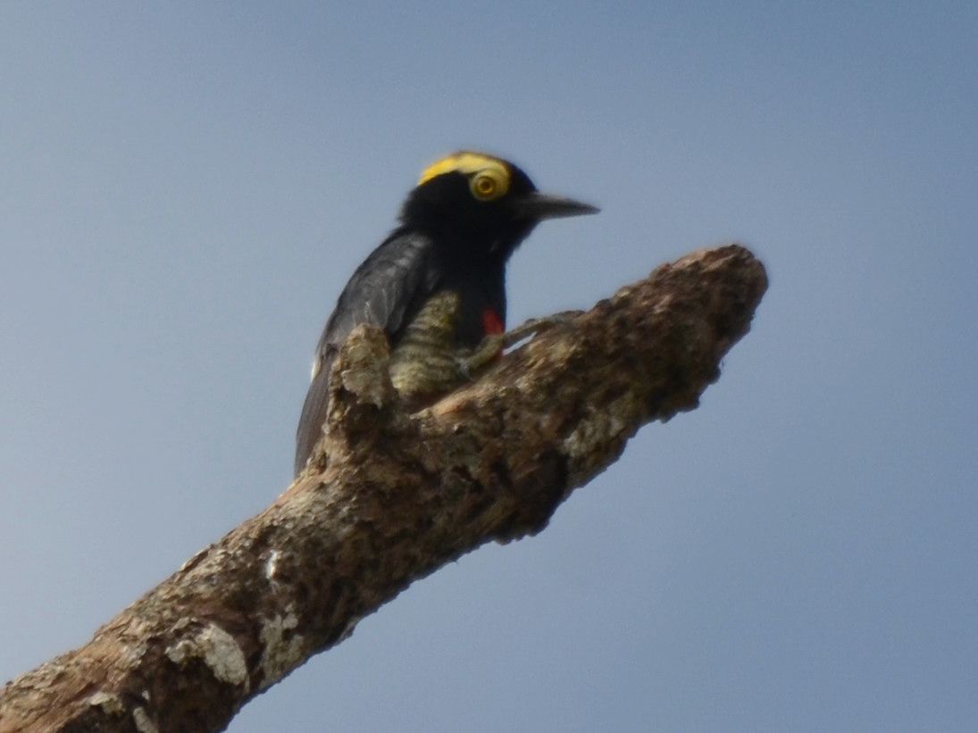 Click picture to see more Yellow-tufted Woodpeckers.