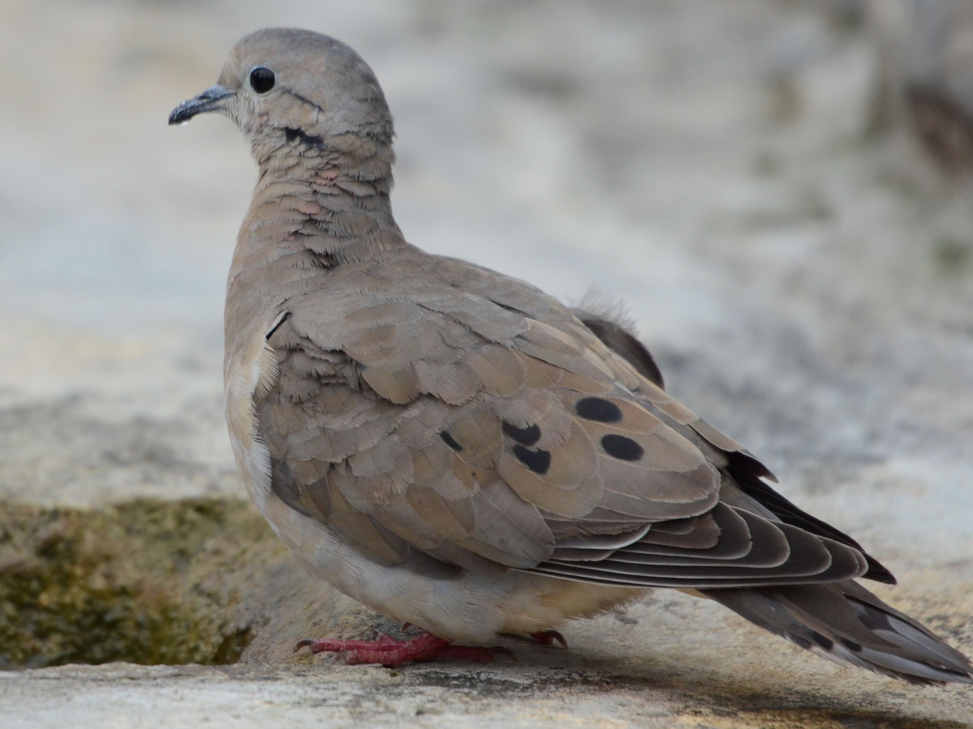Click picture to see more Eared Doves.