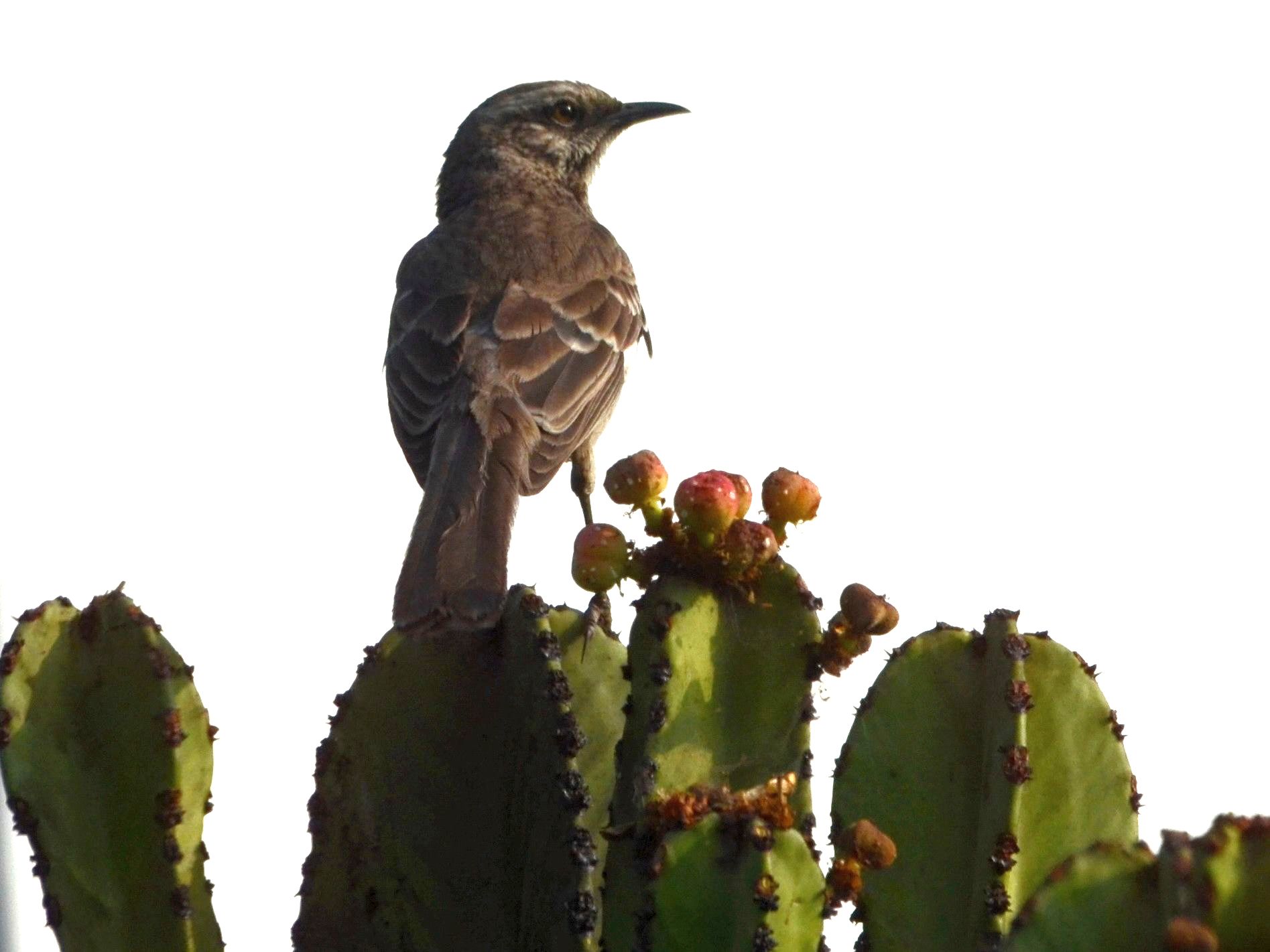 Click picture to see more Long-tailed Mockingbirds.