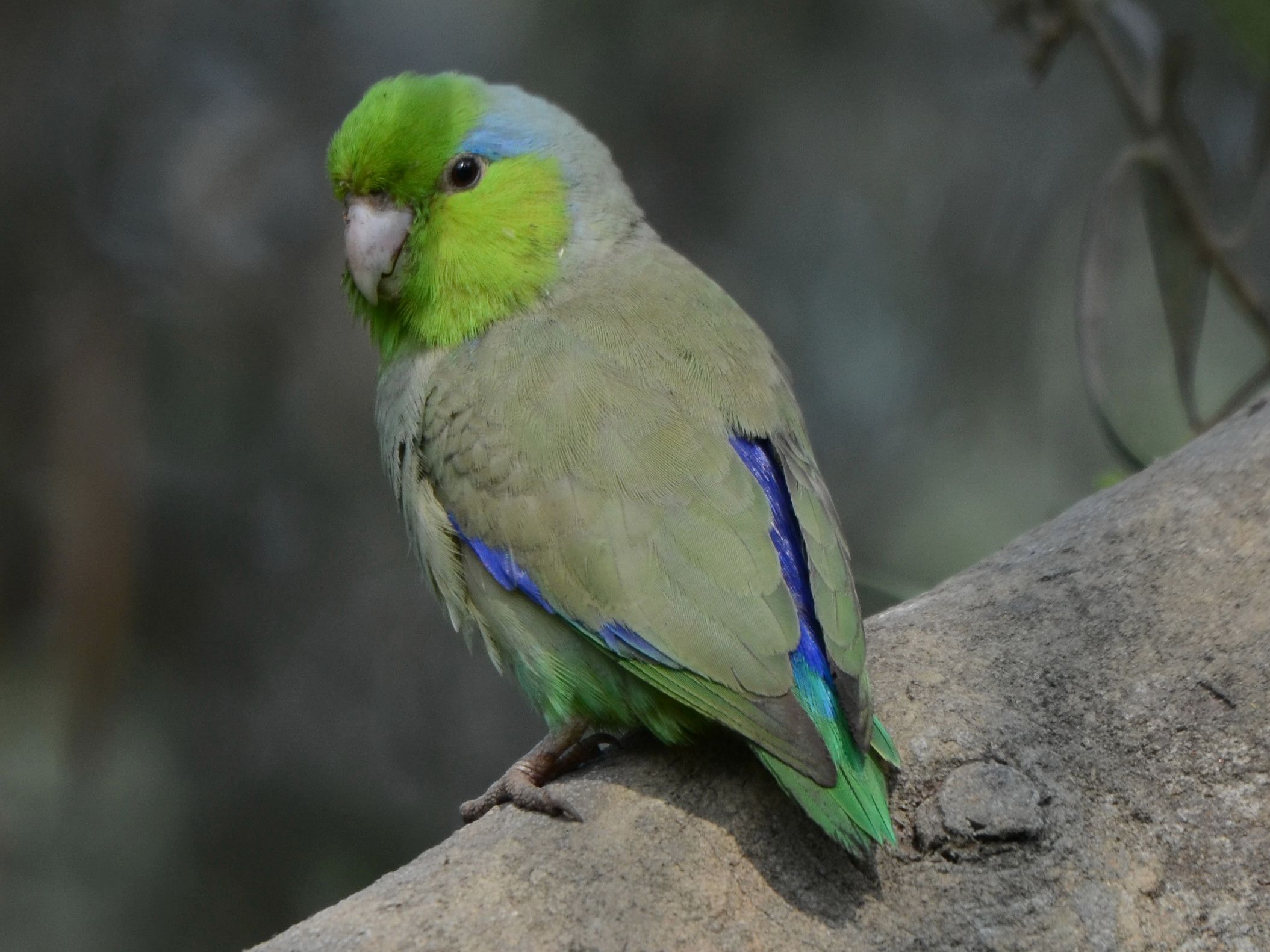 Click picture to see more Pacific Parrotlets.