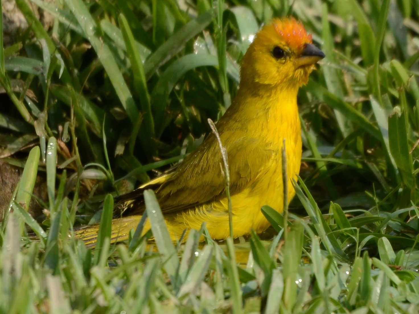 Click picture to see more Saffron Finches.