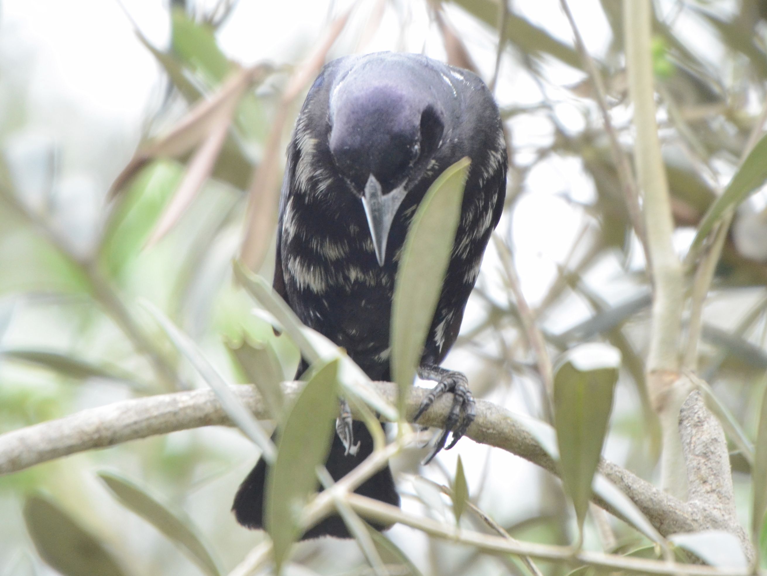 Click picture to see more Scrub Blackbirds.