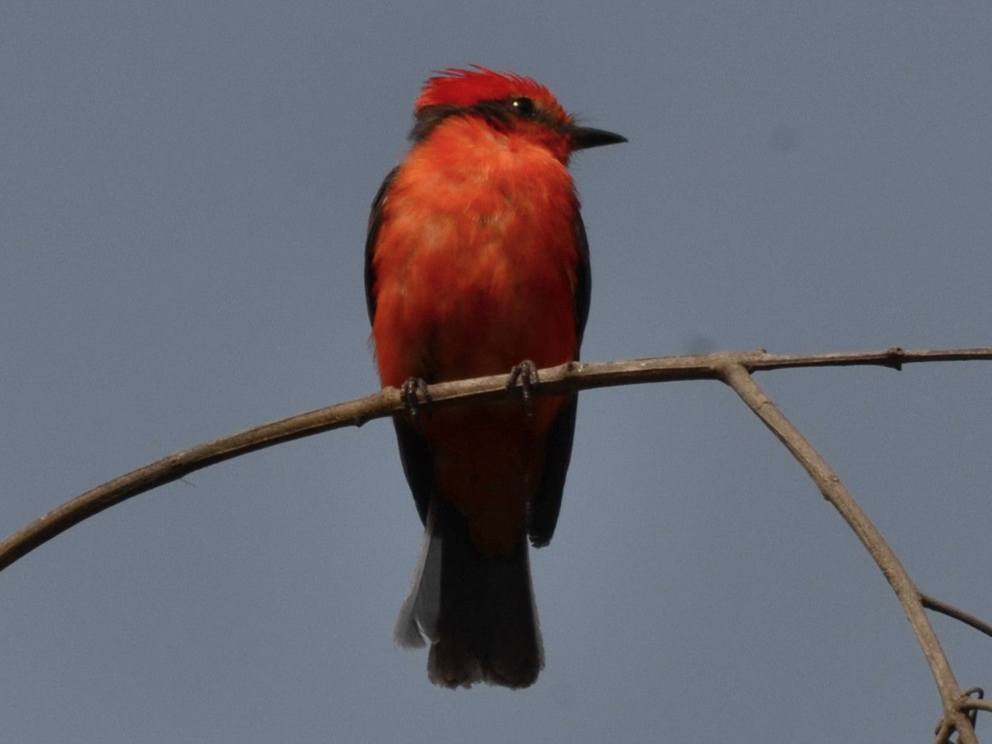 Click picture to see more Vermilion Flycatchers.