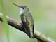 Green-and-White Hummingbird