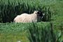 Gearrannan - Sheep