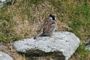 House Sparrow at  Skara Brae