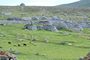St. Kilda - Cleitean  Soay Sheep